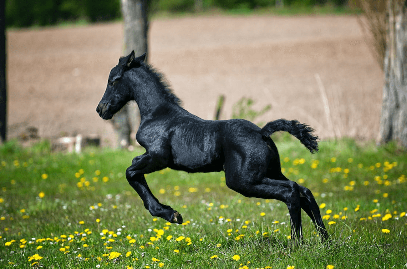 Giải nghĩa giấc mơ thấy ngựa đen