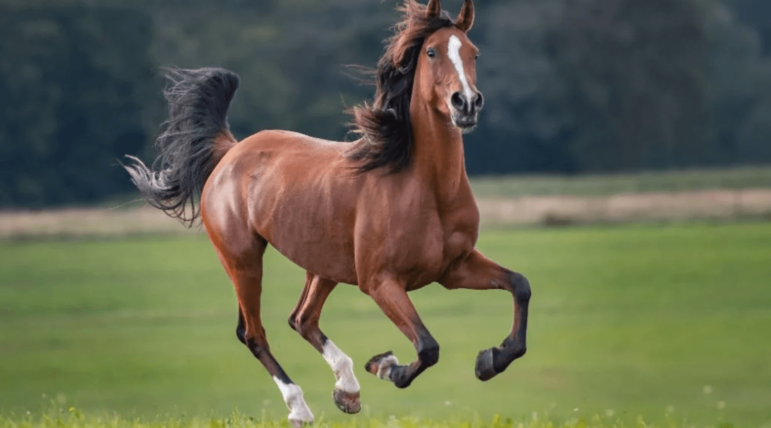 Mơ thấy ngựa nên đánh số nào?